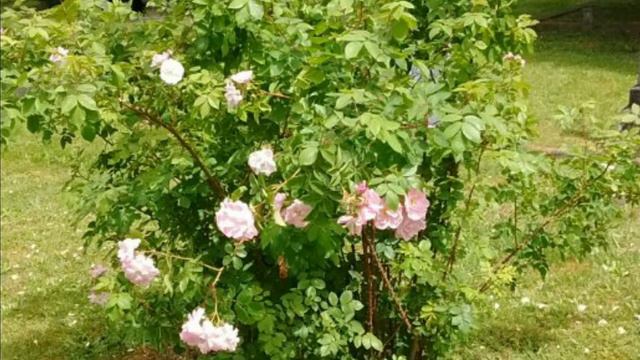 Lost (and found) roses смотреть онлайн