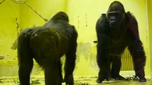 Amazing Mating Gorilla  subscribe my channel plzz friends and like