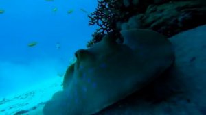 Любимый цвет щуки