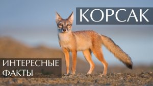 Корсак. Интересные факты