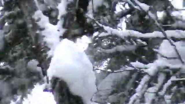Охота на Соболя. Hunting For Sobol In Russia