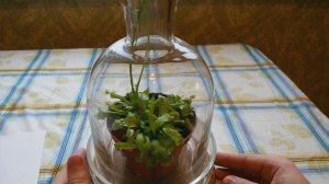 Цветение венериной мухоловки