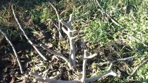 Обрезка инжира