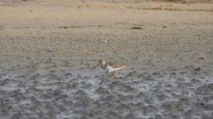 Terek Sandpiper, Piro piro del Terek (Xenus cinereus)