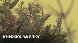 Путь лесных красавиц: заработали пункты приема ёлок