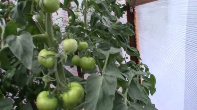 Томат Яблочный спас (Королевский сад Ильи Королева) смотреть онлайн