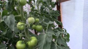 Томат Яблочный спас (Королевский сад Ильи Королева)
