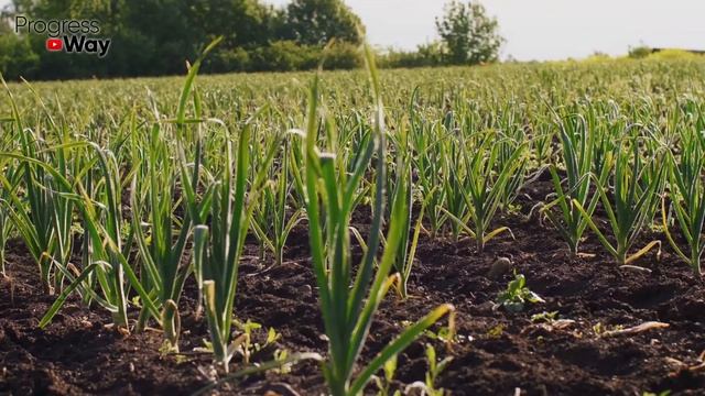 Пожелтел Чеснок? Сделайте Вот Эту Подкормку и Он Снова Станет Зелёным Быстро! смотреть онлайн