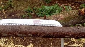 Как узнать вес быка, коровы // Лента для измерения живого веса молочных коров и телят/.