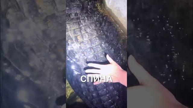 Родился до изобретения страха #истории #история #новости #новость #добрыеновости