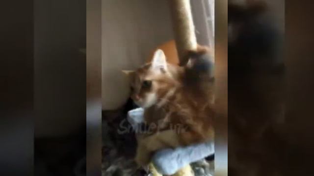 6 минут приколов про животных, топовая подборка юмора.