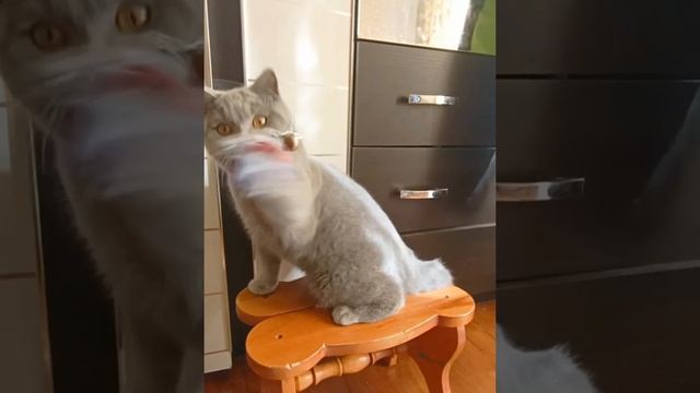 Британский голубой котенок Walter смотреть онлайн