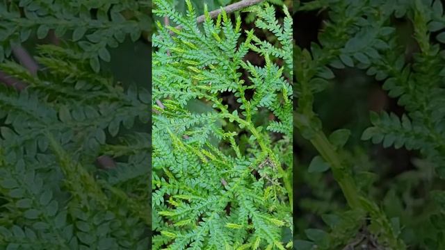 Selaginella - Mostly delicatula