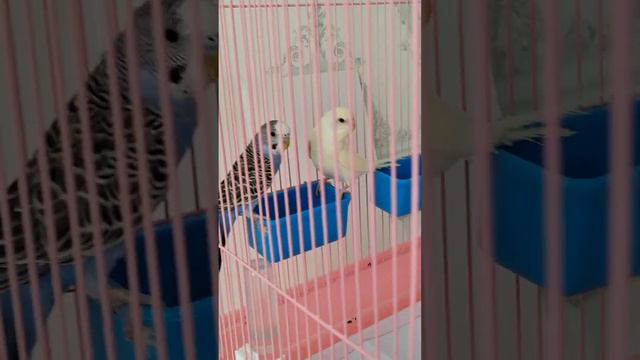 Что можно попугаем а что нет.Новое видио смотреть онлайн