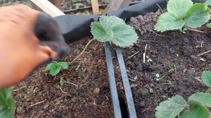 Клубника на малообьемке. Субстрат. Сорта. Цели...