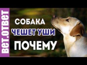 Почему собака чешет уши, как дать лекарство?