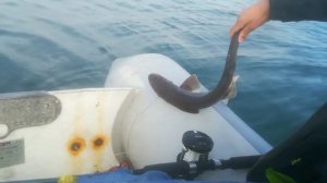 Boat Lure Fishing For Big Reef Pollock & Wrasse