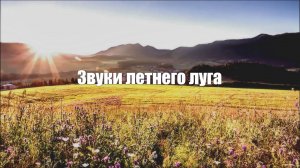 Звуки летнего луга.Звуки природы 1 ЧАС