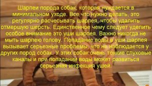 шарпей описание породы содержание и уход