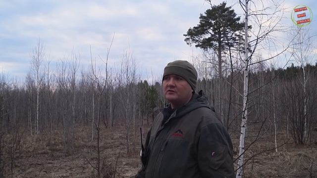 Об охоте на вальдшнепа. Как охотится на него? Охота с манком. смотреть онлайн