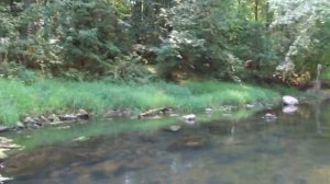 Река Шаня, Калужская обл.