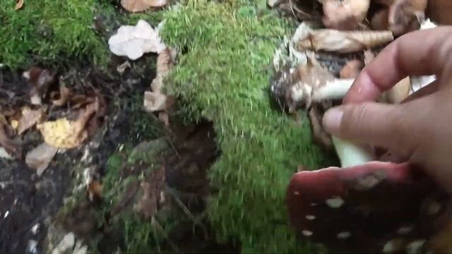 Такого еще Не Видели !Приглашаем в Лес за? Грибами Опятами? смотреть онлайн