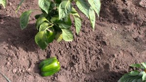 ПЕРЕЦ  Сладкий "Золотой Бочонок" описание сорта. Мой Отзыв.167