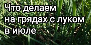 Луковые заботы в июле.