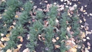 Выращивание укропа в три этапа.  Повышаем всхожесть семян.