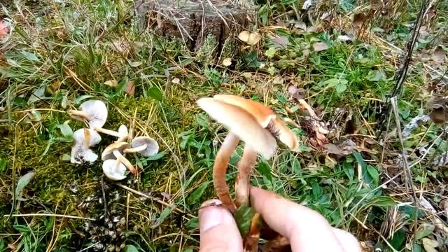 Грибы в октябре. Ложноопенок серопластинчатый. смотреть онлайн