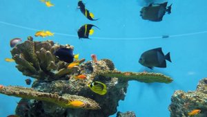 Аквариум в Токио. Кто живёт Тихом океане?