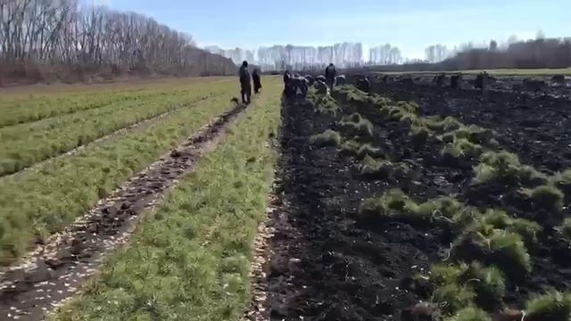 Сеянцы сосны 2-х Летка . ООО «Леспром-1»