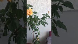 Гибискус комнатный (китайская Роза)