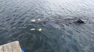 Самодельный подводный буксировщик с креплением на руки