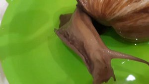 Как лечить улиток Ахатин после выпадения из рта пищевода)) Как чувствует себя  улиточка Татошка ???