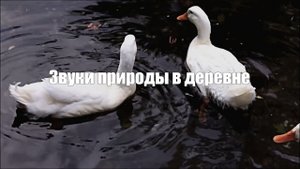 Звуки природы в деревне