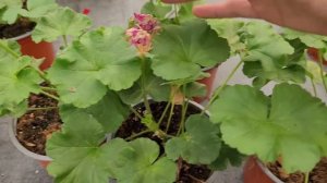 Si Tienes GERANIOS ¡DEBES SABER ESTO! Porqué no Florecen los Geranios o Novios, Abono para Plantas