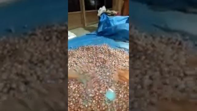 Topsin M Blue (Soil Seed Treatment) Mantaaap Lurrrr....?☺️ смотреть онлайн