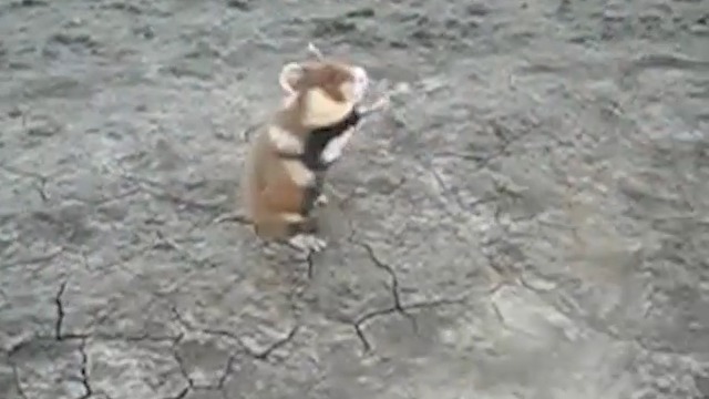 Ниндзя хомяк 