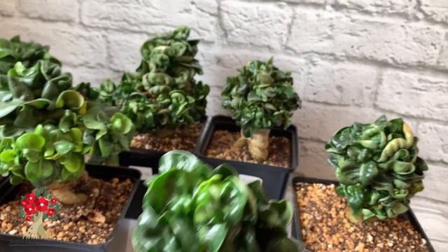 Отличия сортов адениума Dorset Horn (барашков) смотреть онлайн