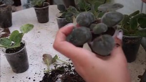 Как ухаживать за детками фиалки