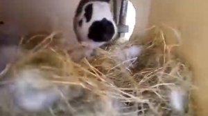 Кролица родила вне маточника и не нащипала пуха, но крольчат так и не приняла