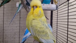 ? Учим попугая говорить. Урок № 51: "Как дела?"