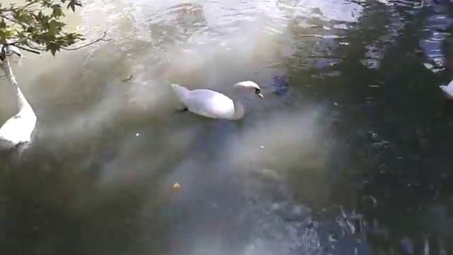 Абхазия Новый Афон, лебединое озеро 1 смотреть онлайн