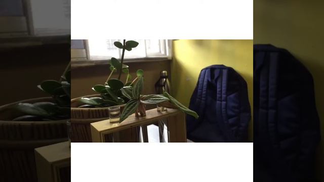 How to propagate peperomia HOPE!!! смотреть онлайн