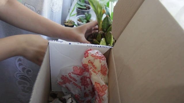 Орхидеи с shop.passiflora доставка почтой Stanhopea oculata и Lycaste cruenta x aromatica смотреть онлайн