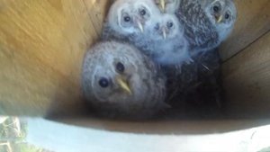 Проверка гнезда совы / пятеро совят в гнездовье