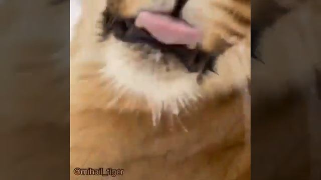 ЗИМНИЕ ИГРЫ ЗВЕРЕЙ