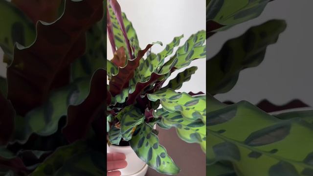 Calathea rattlesnake