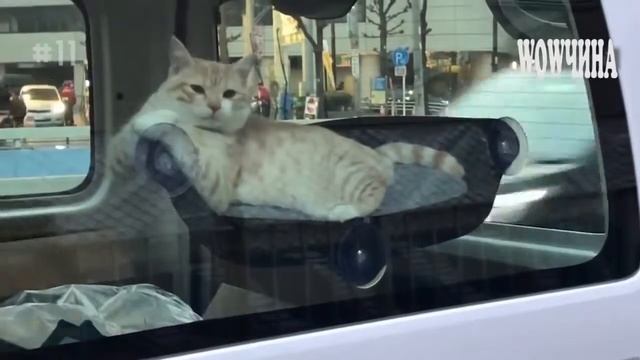 гамак для кошки на присосках на окно